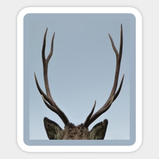 Close up of a Highland Stag Sticker